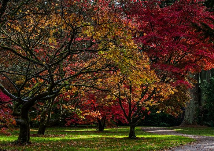 Autumn Trees And Foilage Print